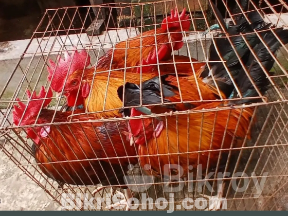 পিউর লাল দেশি মোরগ